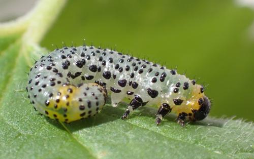 Réf. 302 890 : Euura ribesii